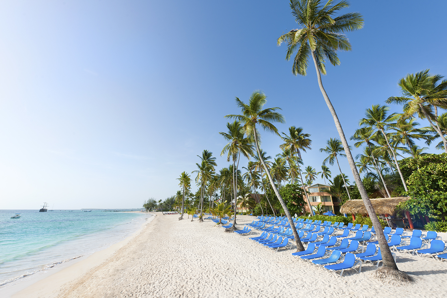 Beach chairs lining a beach filled with palm trees