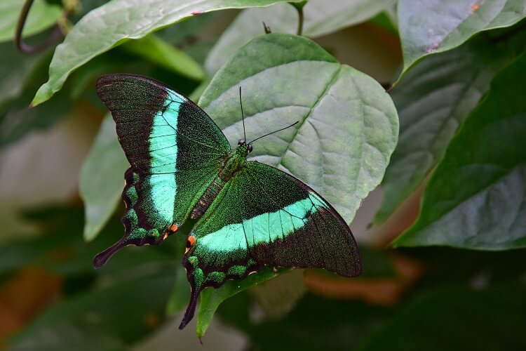 Best Things to Do in Costa Rica - Top Vacation Activities