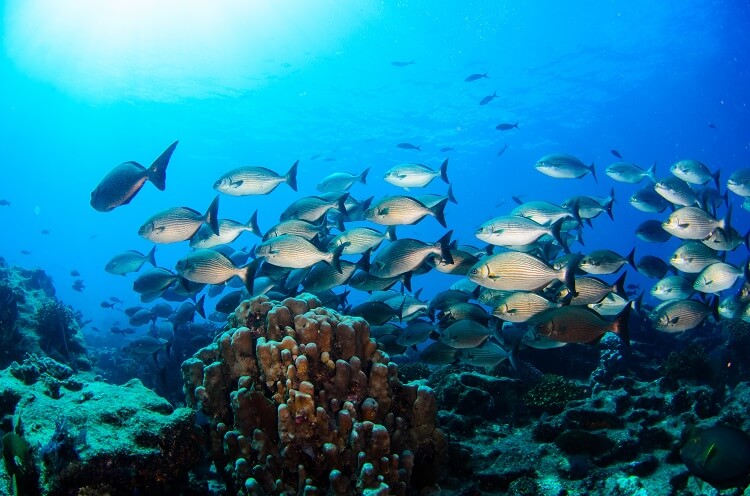 Cabo Pulmo National Marine Park in Cabo San Lucas