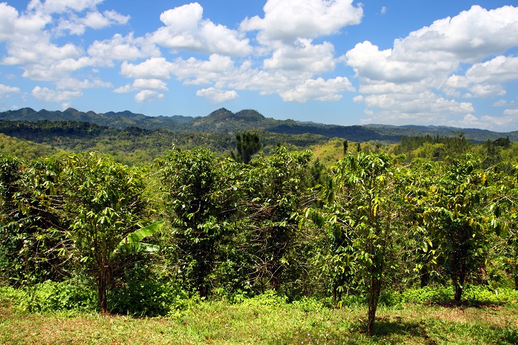 Croydon Plantation in Montego Bay