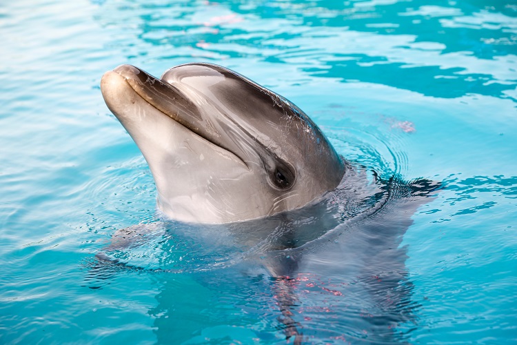 Dolphin swimming in Punta Cana