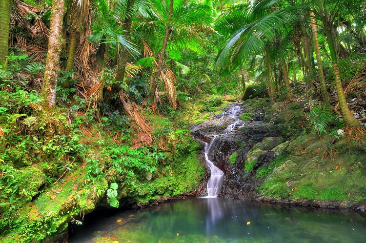 El Yunque National Forest in Puerto Rico