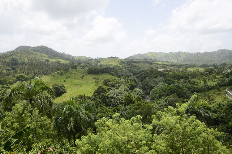 Tropical greenery in Punta Cana