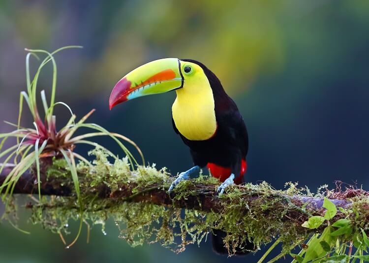 Best Things to Do in Costa Rica - Top Vacation Activities