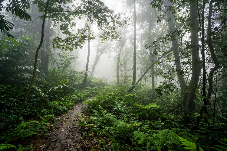 Tropical rain forest in Punta Cana