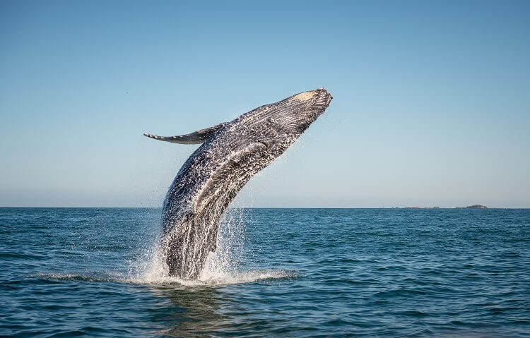 Whale watching in Cabo San Lucas